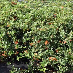 Pyracantha coccinea 'Red Cushion' ---